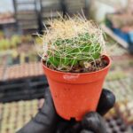 Mammillaria decipiens
