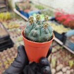 Gymnocalycium Baldanium Kaktüs
