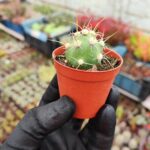 Tephrocactus darwinii