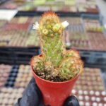 Mammillaria Elongata Red Kaktüs