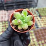 Pachyphytum Compactum Sukulent