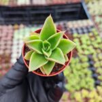 Echeveria mexicana