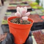 Pachyphytum moonstone pink