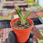 Crassula Pyramidalis