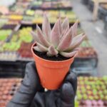 Echeveria Affinis