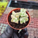 Crassula Deceptor