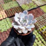 Echeveria Subsessilis Sukulent
