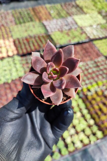 Echeveria Serrena Sukulent