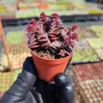 Crassula Exilis picturata