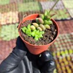 Anacampseros Ssp. Sukulent