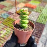 Crassula Marnieriana Hottentot