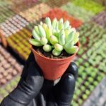 cotyledon papillaris