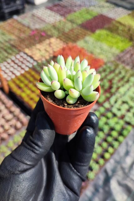 cotyledon papillaris