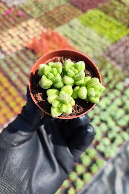 Crassula Namibensis Sukulent