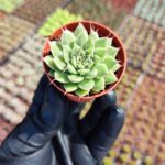 Graptoveria silverstar