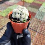 Mammillaria gracilis ssp.