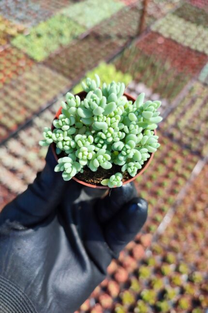 Sedum dasyphyllum minor