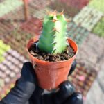 Euphorbia acrurensis