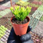 Rhipsalis Burchellii Cactus