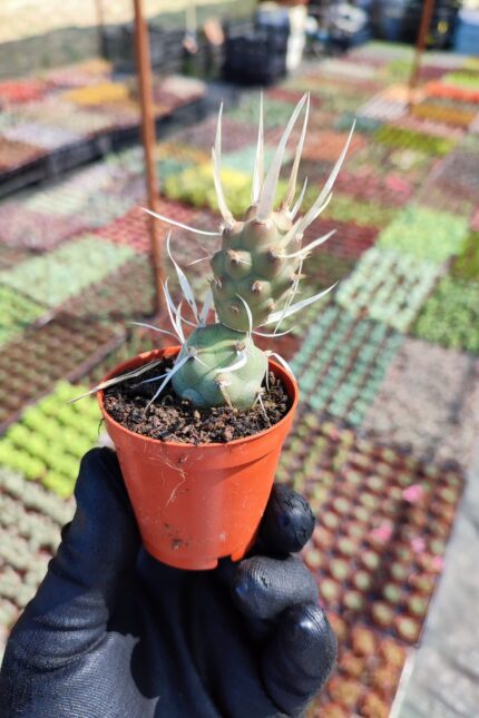 Tephrocactus Articulatus var. Papyracanthus