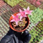 Graptopetalum Tacitus