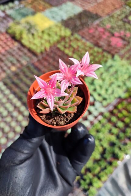 Graptopetalum Tacitus