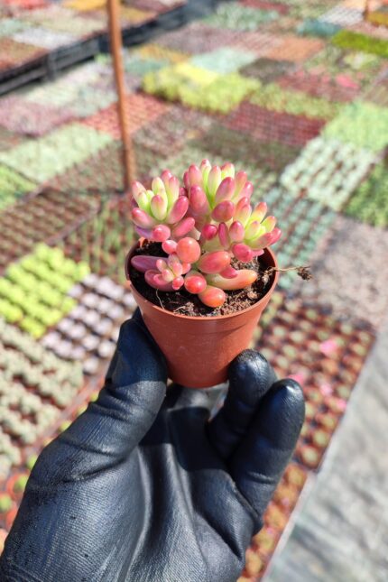 Sedum Rubrotinctum aurora