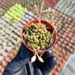 Anacampseros Rubra Sukulent