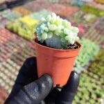 Echeveria frosty cristata