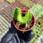 Opuntia subulata cristata