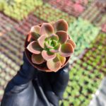 Echeveria Melaco