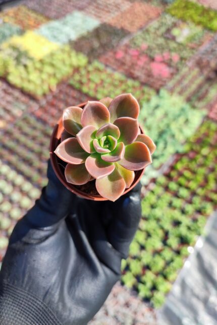 Echeveria Melaco