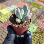 Pachyveria Blue Mist Sukulent