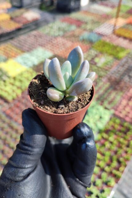 Pachyveria Blue Mist Sukulent