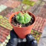 Gymnocalycium Saglionis Kaktüs