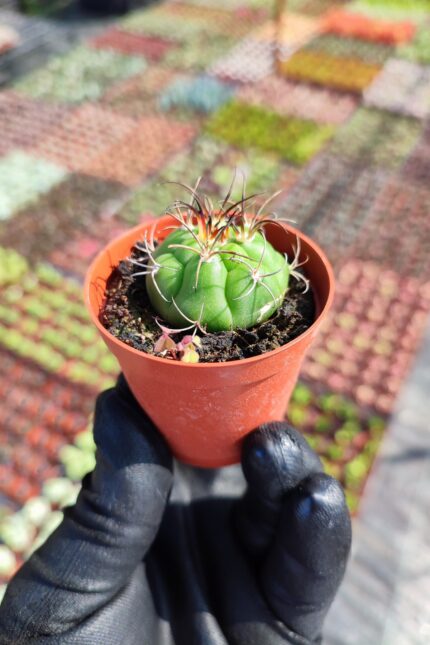 Gymnocalycium Saglionis Kaktüs