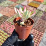 Crassula rubricaulis variegata