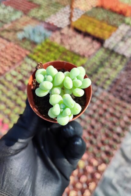 Sedum treleasei