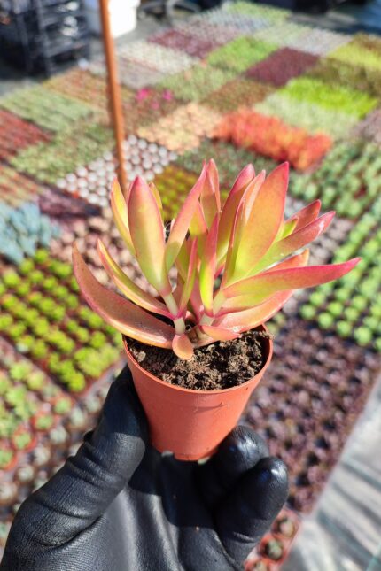 Crassula Capitella Campfire Sukulent (Kamp Ateşi)