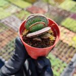 Adromischus Maculatus Sukulent