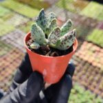 Adromischus fetivus