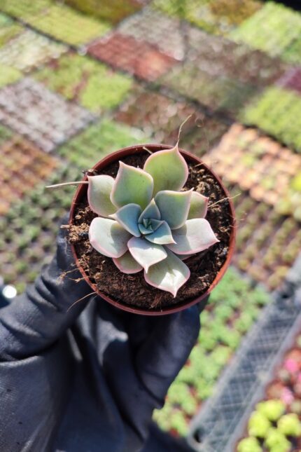 Echeveria Mensa