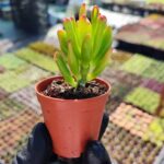 Crassula Gollum - Shrek kulağı Sukulent