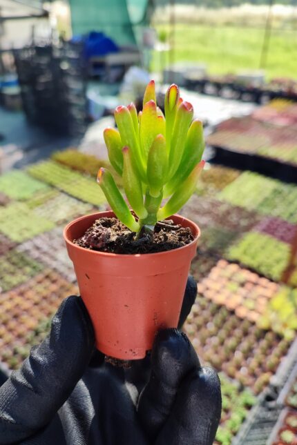 Crassula Gollum - Shrek kulağı Sukulent