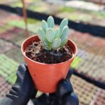 Senecio Curio repens