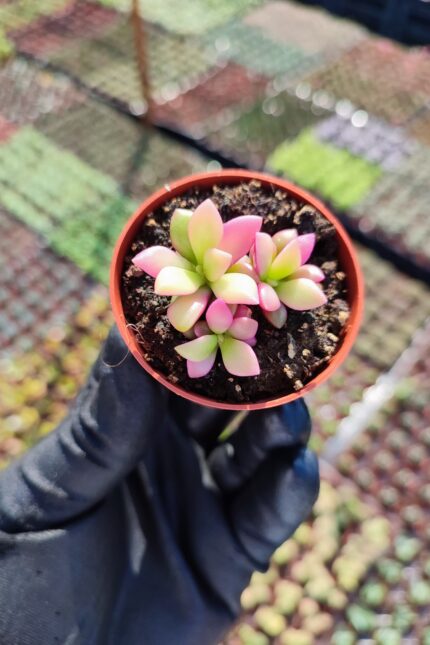 Anacampseros Telephiastrum Sunrise