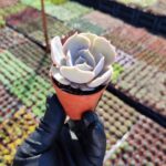 Echeveria Pollux