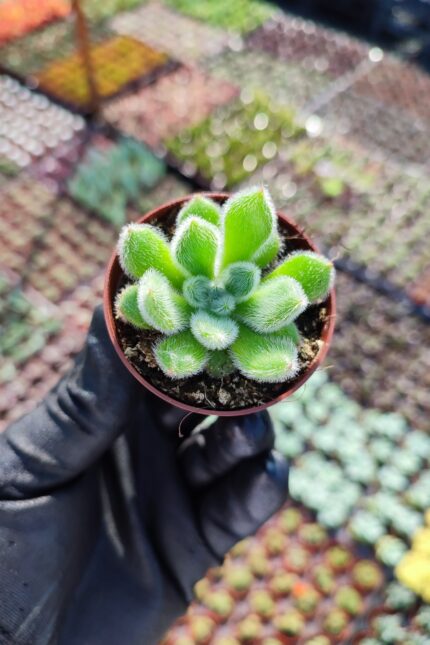 Echeveria Setosa Sukulent