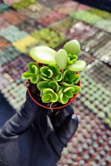 Peperomia Hope