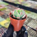 Echeveria Chihuahuensis